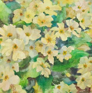 Primroses