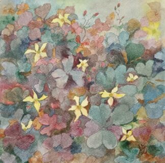 Oxalis