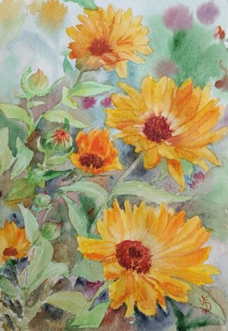 Marigold