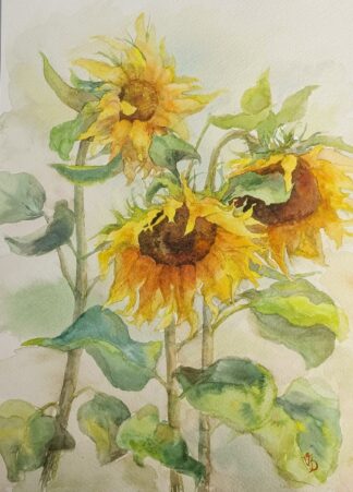 Sunflowers