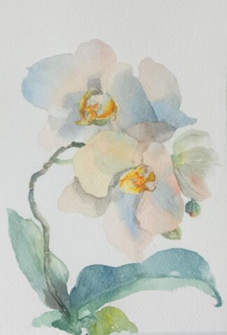 White Orchids