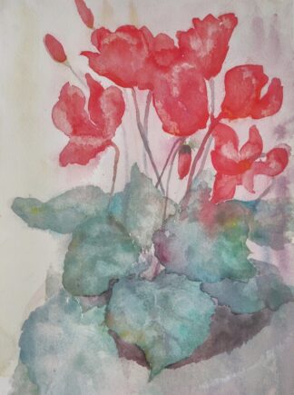 Cyclamen