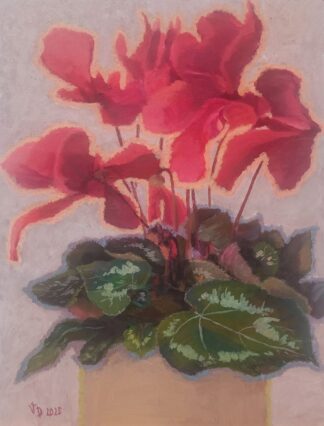 Cyclamen in a Pot