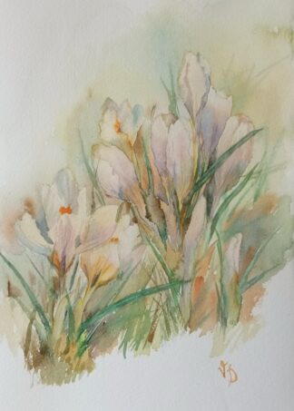 Crocuses