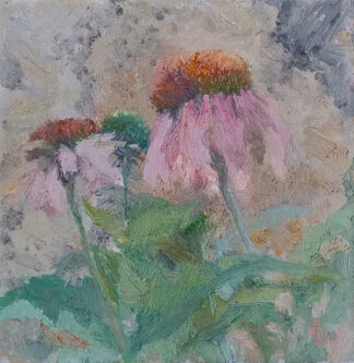 Echinacea