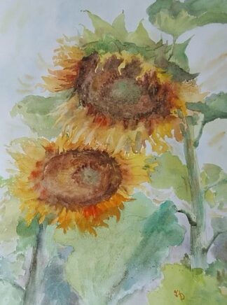 Sunflowers