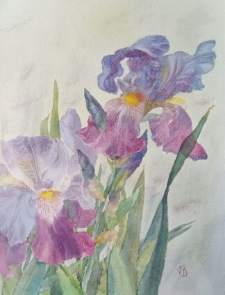 Blue Irises